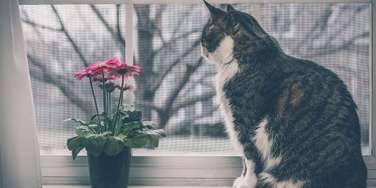 металлическая сетка pet screen в Люберцах